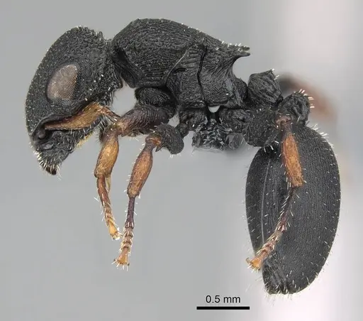 Cataulacus intrudens specimen CASENT0785918 image casent0785918_3