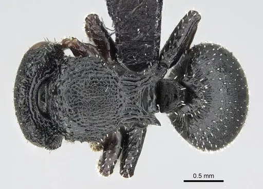 Cataulacus intrudens specimen CASENT0822191 image casent0822191_1