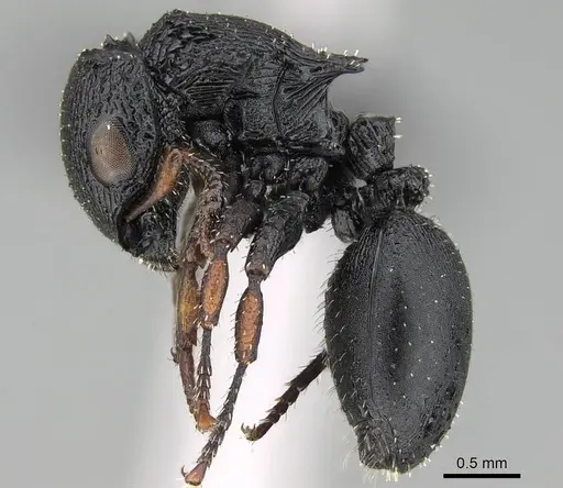Cataulacus intrudens specimen CASENT0822191 image casent0822191_3