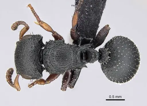 Cataulacus intrudens specimen CASENT0822193 image casent0822193_1