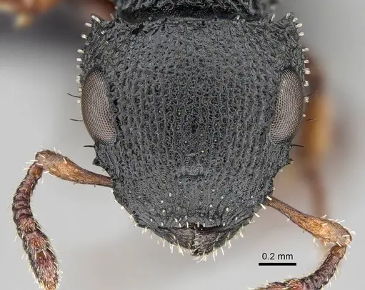 Cataulacus intrudens specimen CASENT0822193 image casent0822193_2