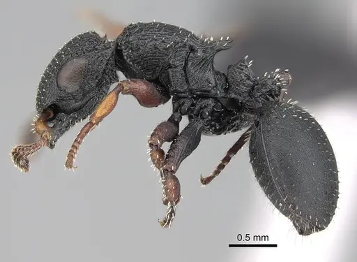 Cataulacus intrudens specimen CASENT0822193 image casent0822193_3