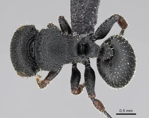 Cataulacus intrudens specimen CASENT0822210 image casent0822210_1