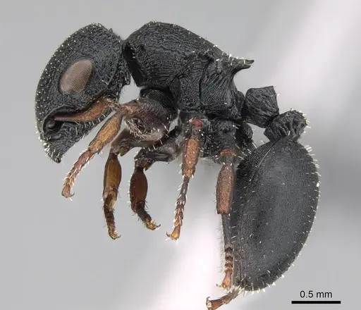 Cataulacus intrudens specimen CASENT0822210 image casent0822210_3