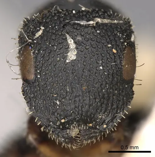 Cataulacus intrudens specimen CASENT0900262 image casent0900262_2