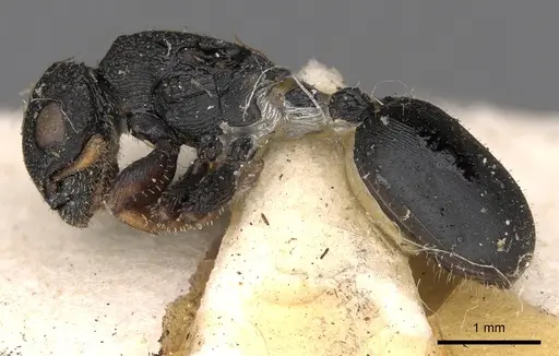Cataulacus intrudens specimen CASENT0900262 image casent0900262_3