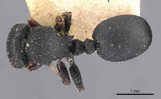 Cataulacus intrudens specimen CASENT0909218 image casent0909218_1