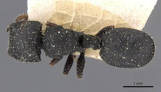 Cataulacus intrudens specimen CASENT0909219 image casent0909219_1
