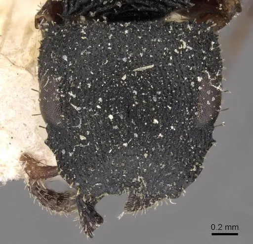 Cataulacus intrudens specimen CASENT0909219 image casent0909219_2