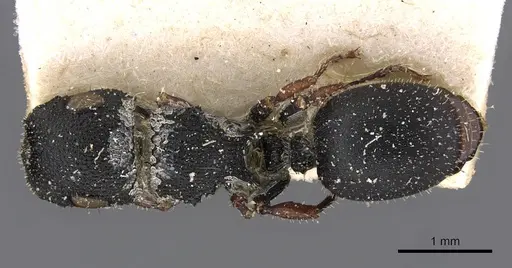 Cataulacus intrudens specimen CASENT0909220 image casent0909220_1