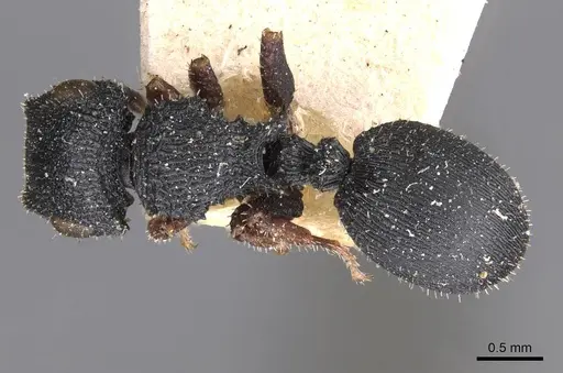 Cataulacus intrudens specimen CASENT0909234 image casent0909234_1
