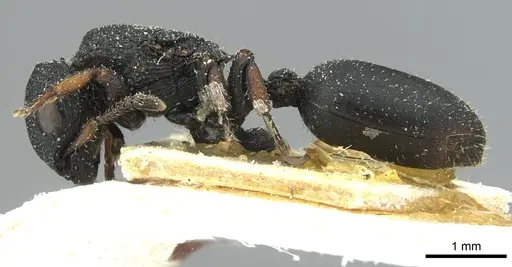Cataulacus intrudens specimen CASENT0912552 image casent0912552_3