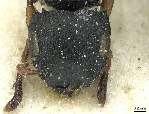 Cataulacus intrudens specimen CASENT0912553 image casent0912553_2