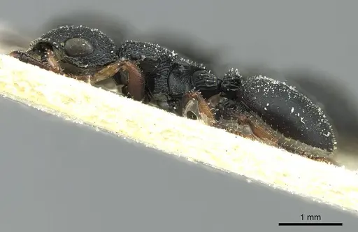 Cataulacus intrudens specimen CASENT0912553 image casent0912553_3