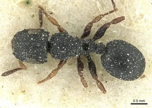 Cataulacus intrudens specimen CASENT0912554 image casent0912554_1