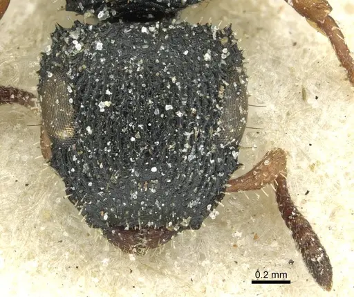 Cataulacus intrudens specimen CASENT0912554 image casent0912554_2