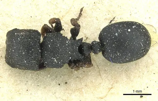 Cataulacus intrudens specimen CASENT0912555 image casent0912555_1