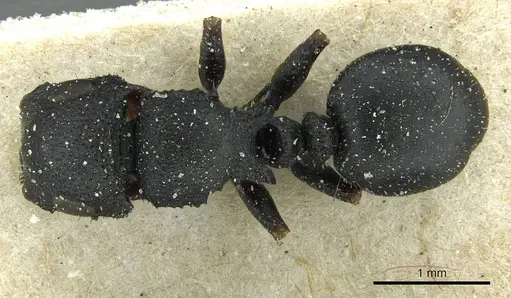 Cataulacus intrudens specimen CASENT0912556 image casent0912556_1