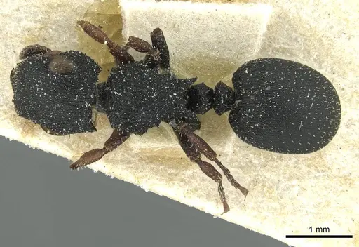 Cataulacus intrudens specimen CASENT0912557 image casent0912557_1