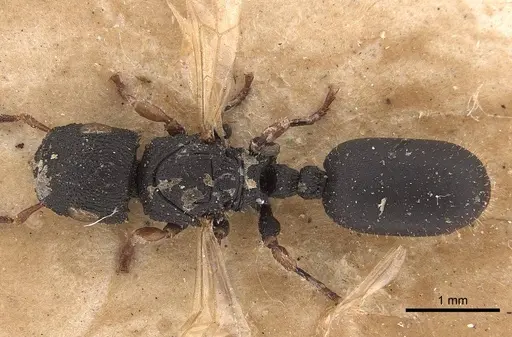 Cataulacus intrudens specimen CASENT0919586 image casent0919586_1