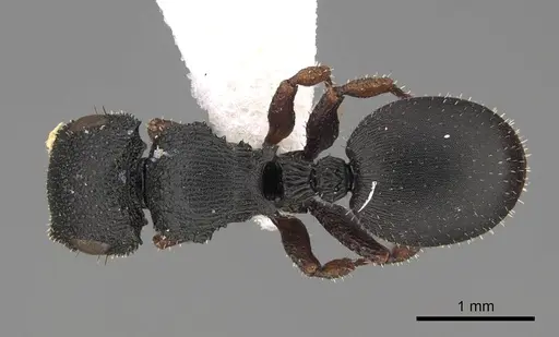 Cataulacus intrudens specimen CASENT0922499 image casent0922499_1