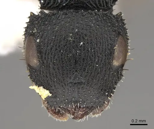 Cataulacus intrudens specimen CASENT0922499 image casent0922499_2