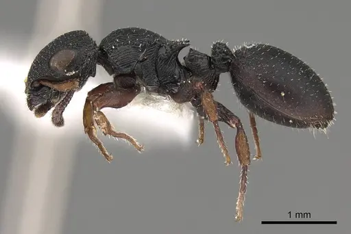 Cataulacus intrudens specimen CASENT0922499 image casent0922499_3