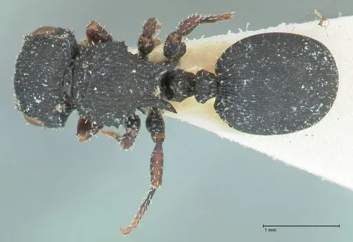 Cataulacus intrudens specimen FOCOL2131 image focol2131_1