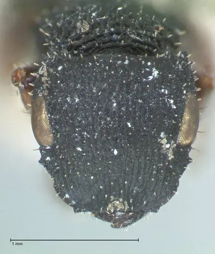 Cataulacus intrudens specimen FOCOL2131 image focol2131_2