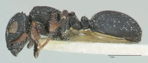 Cataulacus intrudens specimen FOCOL2131 image focol2131_3