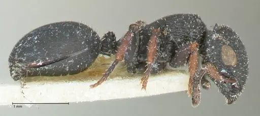 Cataulacus intrudens specimen FOCOL2131 image focol2131_4