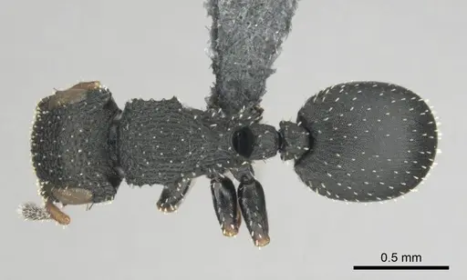 Cataulacus jeanneli specimen CASENT0250300 image casent0250300_1