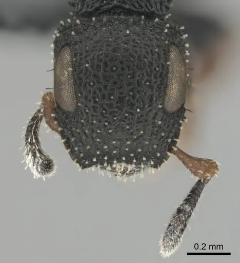 Cataulacus jeanneli specimen CASENT0250300 image casent0250300_3