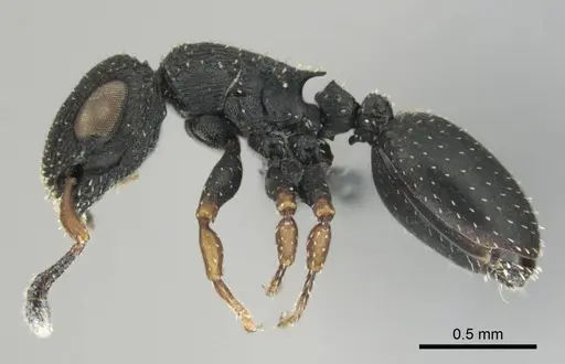 Cataulacus jeanneli specimen CASENT0250300 image casent0250300_4