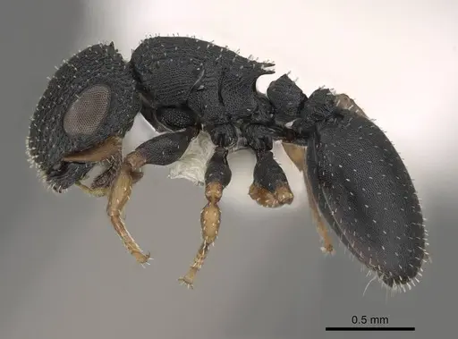 Cataulacus jeanneli specimen CASENT0922500 image casent0922500_3