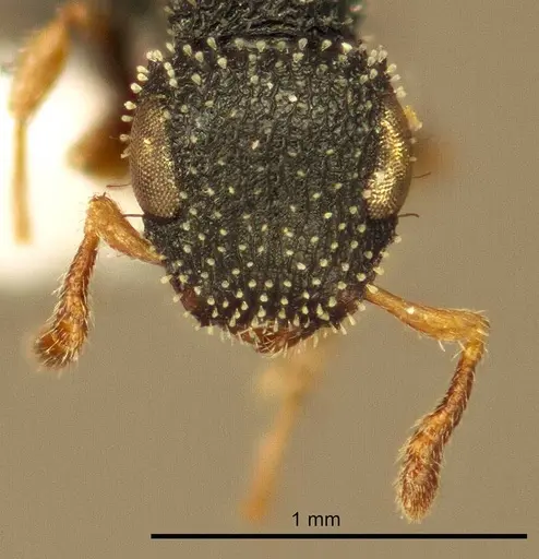 Cataulacus jeanneli specimen ZMUC00045110 image zmuc00045110_2