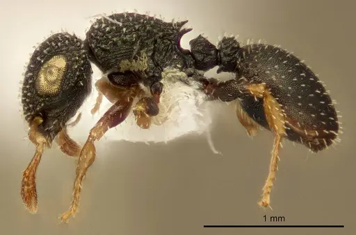 Cataulacus jeanneli specimen ZMUC00045110 image zmuc00045110_3