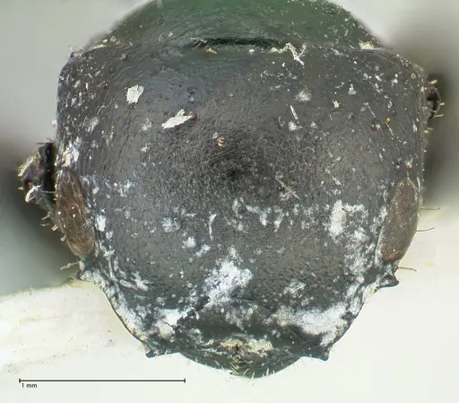 Cataulacus kohli specimen FOCOL2130 image focol2130_2
