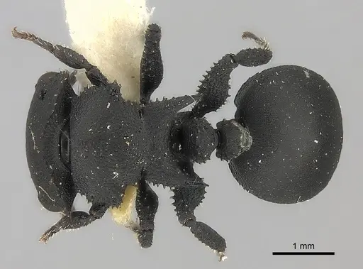 Cataulacus latissimus specimen CASENT0217828 image casent0217828_1