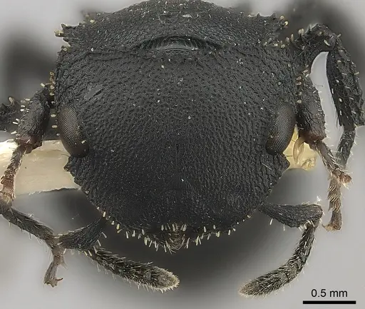 Cataulacus latissimus specimen CASENT0217828 image casent0217828_2