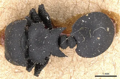 Cataulacus latissimus specimen CASENT0904880 image casent0904880_1