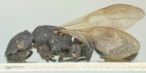 Cataulacus latissimus specimen FOCOL2120 image focol2120_3
