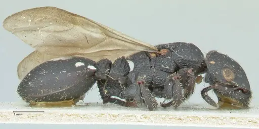 Cataulacus latissimus specimen FOCOL2120 image focol2120_4