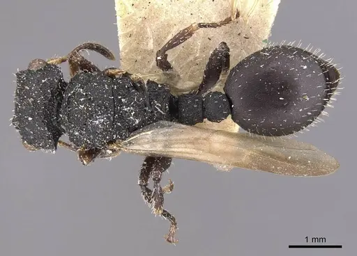 Cataulacus latus specimen CASENT0909239 image casent0909239_1