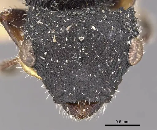 Cataulacus latus specimen CASENT0909239 image casent0909239_2