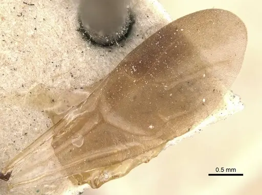 Cataulacus latus specimen CASENT0909239 image casent0909239_4