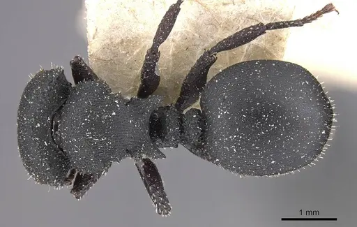 Cataulacus latus specimen CASENT0909240 image casent0909240_1