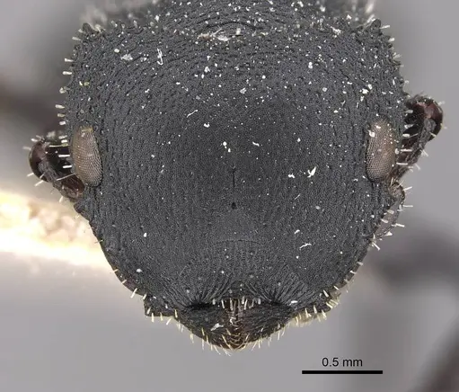Cataulacus latus specimen CASENT0909240 image casent0909240_2