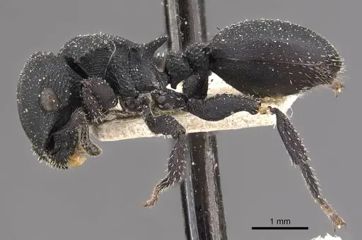 Cataulacus latus specimen CASENT0909240 image casent0909240_3