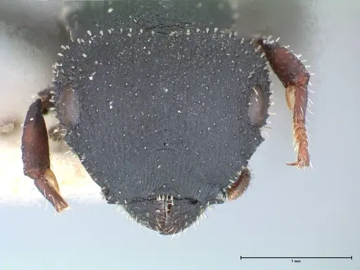 Cataulacus latus specimen FOCOL0660-1 image focol0660-1_2